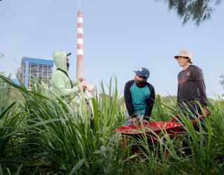 PLN NP: Dari Jagung Jadi Listrik, dari Desa Menyala Harapan