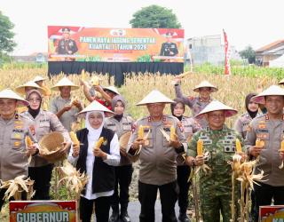 Dukung Swasembada Pangan, Polda Jatim Panen Raya Jagung di Sidoarjo