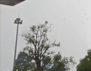 Hujan Deras dan Angin Kencang Tumbangkan Pohon di Parkir Terminal 1 Bandara Juanda  