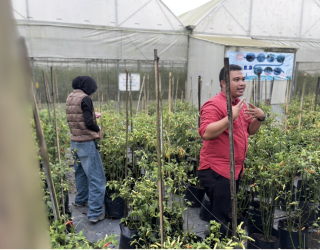 Eptilu Garut Terapkan Teknologi Green House, Produksi Cabai Tembus 1 Ton per Pekan