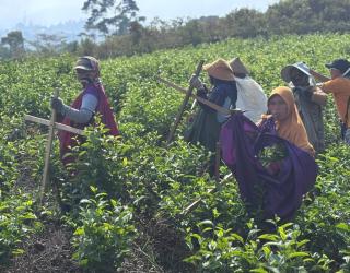 Berawal dari Modal Rp 8 Juta, Teh Gambyong Raup Omzet Rp 300 Juta