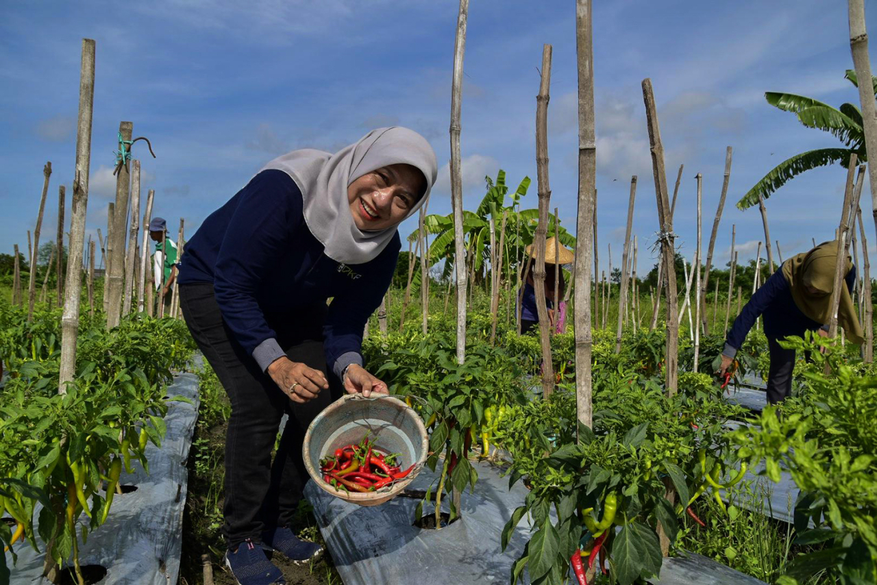 Kepala DKPP, Antiek Sugiharti saat memanen cabai di Lakarsantri Surabaya. (Foto: dok.Kominfo Pemkot Surabaya)