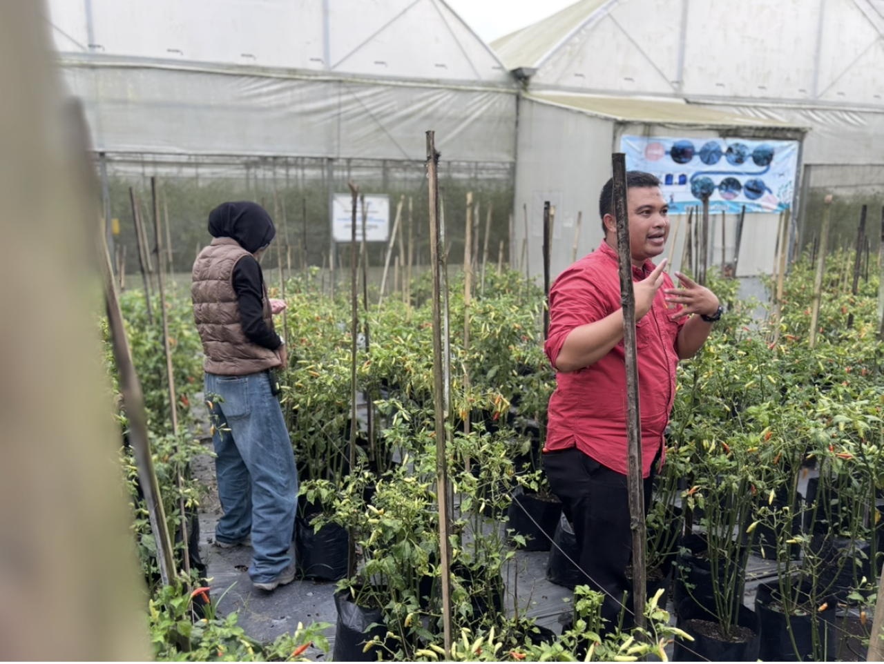 Eptilu Garut Terapkan Teknologi Green House, Produksi Cabai Tembus 1 Ton per Pekan